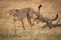 Cheetah cub jumps after mother in grass Royalty Free Stock Photo