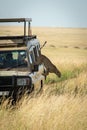 Cheetah cub jumps off safari truck roof