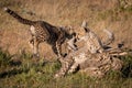 Cheetah cub jumps past another on log Royalty Free Stock Photo