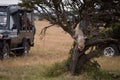 Cheetah cub jumps from tree by trucks