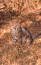 A Cheetah Cub in Kruger National Park Royalty Free Stock Photo