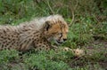 Cheetah Cub Laughing in Africa Royalty Free Stock Photo