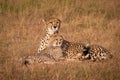 Cheetah and cub lie staring over grassland