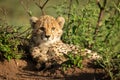 Cheetah cub lies in bushes with catchlights Royalty Free Stock Photo