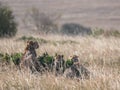 Cheetah cub litter laying down beside mum at masai mara national reserve Royalty Free Stock Photo