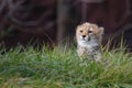 Cheetah cub Royalty Free Stock Photo