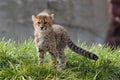 Cheetah cub Royalty Free Stock Photo