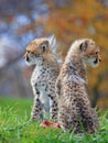 Cheetah cub Royalty Free Stock Photo