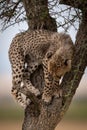 Cheetah cub looks down from whistling thorn Royalty Free Stock Photo