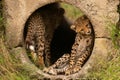 Cheetah cub lying in pipe with another Royalty Free Stock Photo