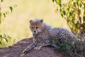 Cheetah cub lying and resting in the shade Royalty Free Stock Photo