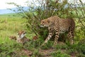 Cheetah with cub in Masai Mara Royalty Free Stock Photo