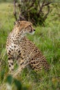 Cheetah with cub in Masai Mara Royalty Free Stock Photo