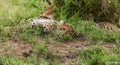 Cheetah with cub in Masai Mara Royalty Free Stock Photo