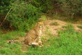 Cheetah cub with mom Royalty Free Stock Photo