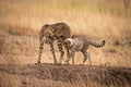 Cheetah cub and mother cross earth mound Royalty Free Stock Photo