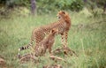 Cheetah Cub With Mother Royalty Free Stock Photo