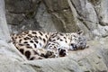 Snow Leopard Cub