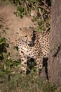 Cheetah and cub peek round tree trunk