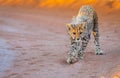 Cheetah cub playing with a rock at sunset