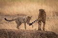 Cheetah cub playing with tail of mother