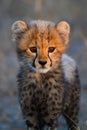 Cheetah cub portrait