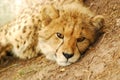 Cheetah cub portrait