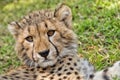 Cheetah Cub Portrait, Acinonyx jubatus, Guepard Royalty Free Stock Photo