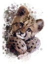 Cheetah cub Royalty Free Stock Photo