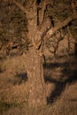 Cheetah cub ready to climb down tree