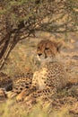 Cheetah cub resting kalahari desert
