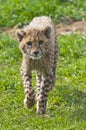 Cheetah cub