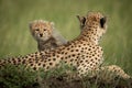 Cheetah cub sits behind mother on mound Royalty Free Stock Photo