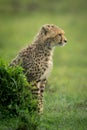 Cheetah cub sits behind mound in profile Royalty Free Stock Photo