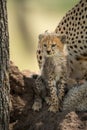 Cheetah cub sits with family on mound Royalty Free Stock Photo