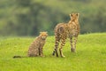 Cheetah cub sits on grass behind mother