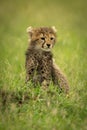 Cheetah cub sits on grass staring right Royalty Free Stock Photo