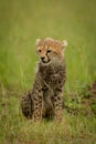 Cheetah cub sits in grass turning left Royalty Free Stock Photo