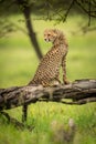 Cheetah cub sits on log looking back Royalty Free Stock Photo