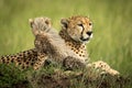 Cheetah cub sits beside mother on mound Royalty Free Stock Photo