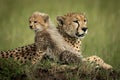 Cheetah cub sits with mother on mound Royalty Free Stock Photo