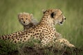 Cheetah cub sits on mound behind mother Royalty Free Stock Photo