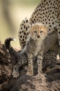 Cheetah cub sits on mound facing camera Royalty Free Stock Photo