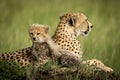 Cheetah cub sits on mound by mother Royalty Free Stock Photo
