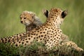 Cheetah cub sits on mound with mother Royalty Free Stock Photo