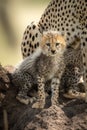 Cheetah cub sits on mound watching camera Royalty Free Stock Photo