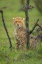 Cheetah cub sits under thornbush watching camera Royalty Free Stock Photo
