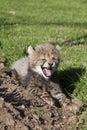 Cheetah cub snarl Royalty Free Stock Photo