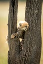 Cheetah cub stands between branches of tree Royalty Free Stock Photo