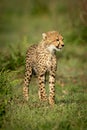 Cheetah cub stands on grass in sunshine Royalty Free Stock Photo